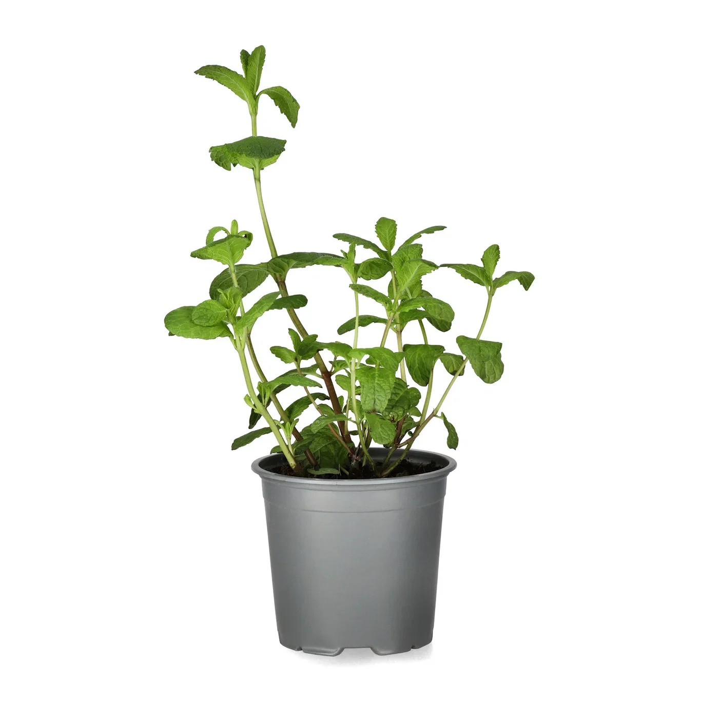 Mynta 'Mojito'