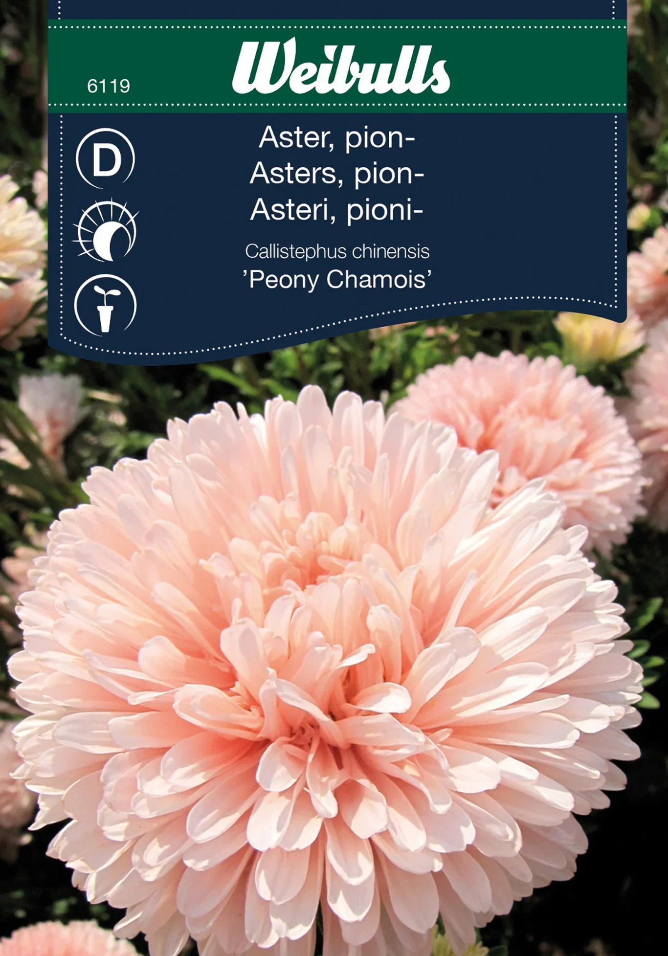 Pionaster 'Peony Chamois'