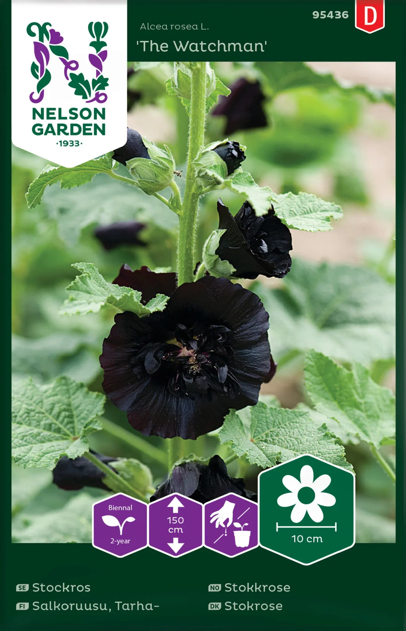 Stockros, The Watchman, svartröd