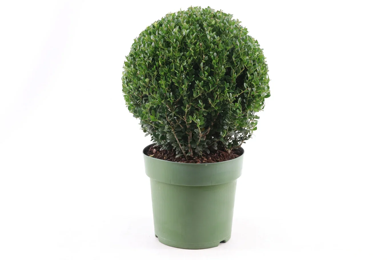 Ilex crenata 'Jenny' 25cm ball 21cm