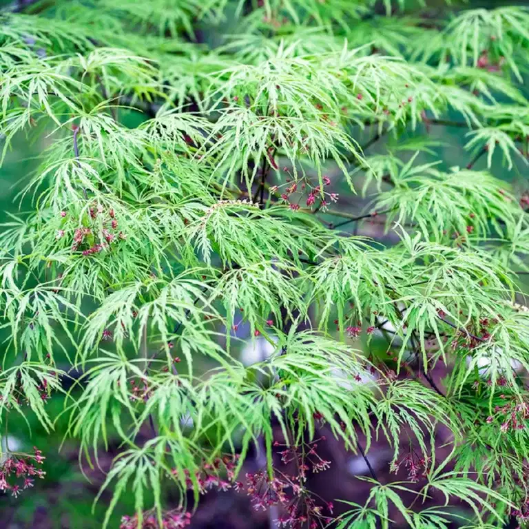 Flikbladig japansk lönn 'Dissectum'