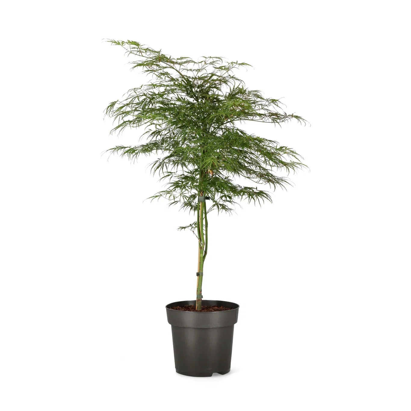Flikbladig japansk lönn 'Dissectum'
