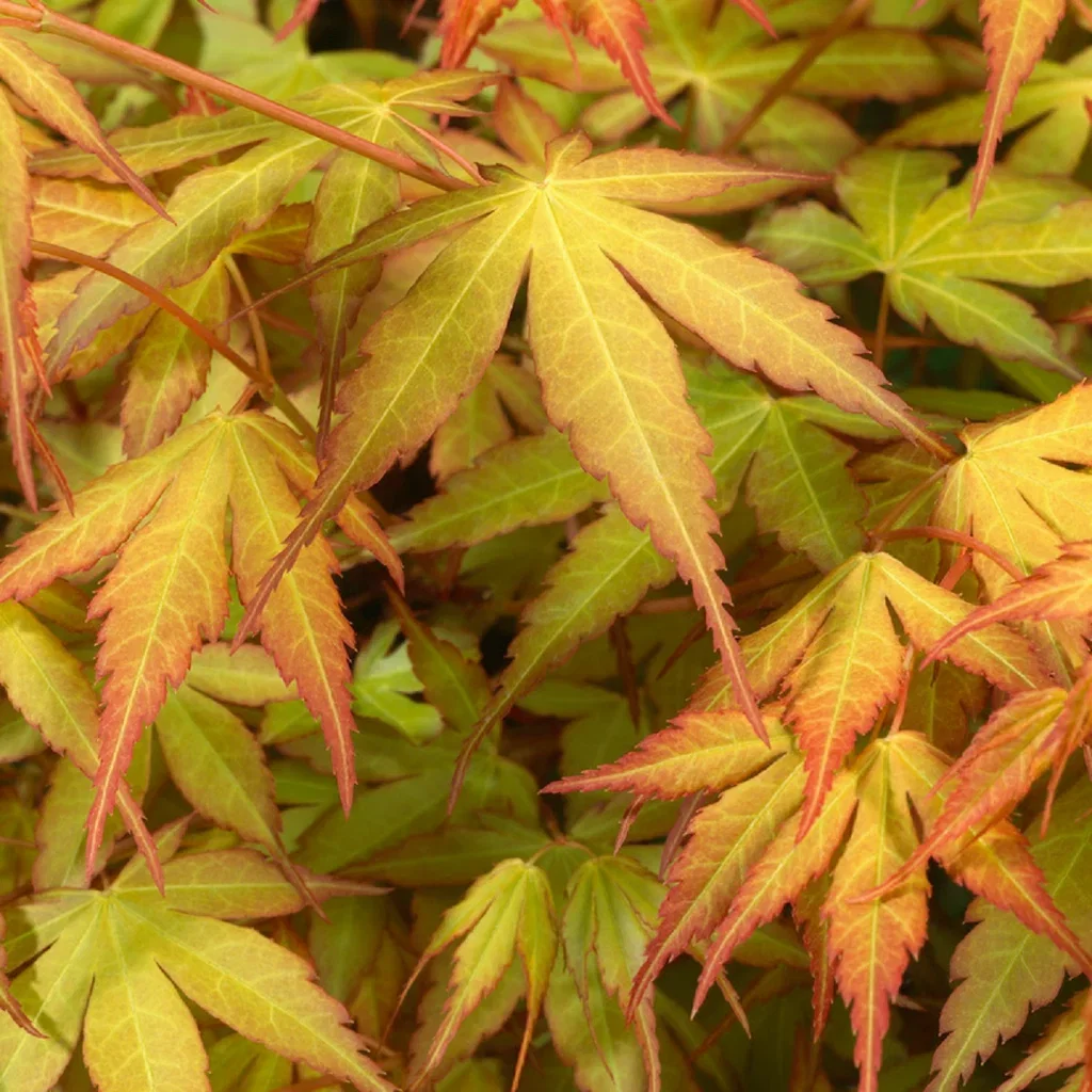 Japansk lönn 'Katsura'