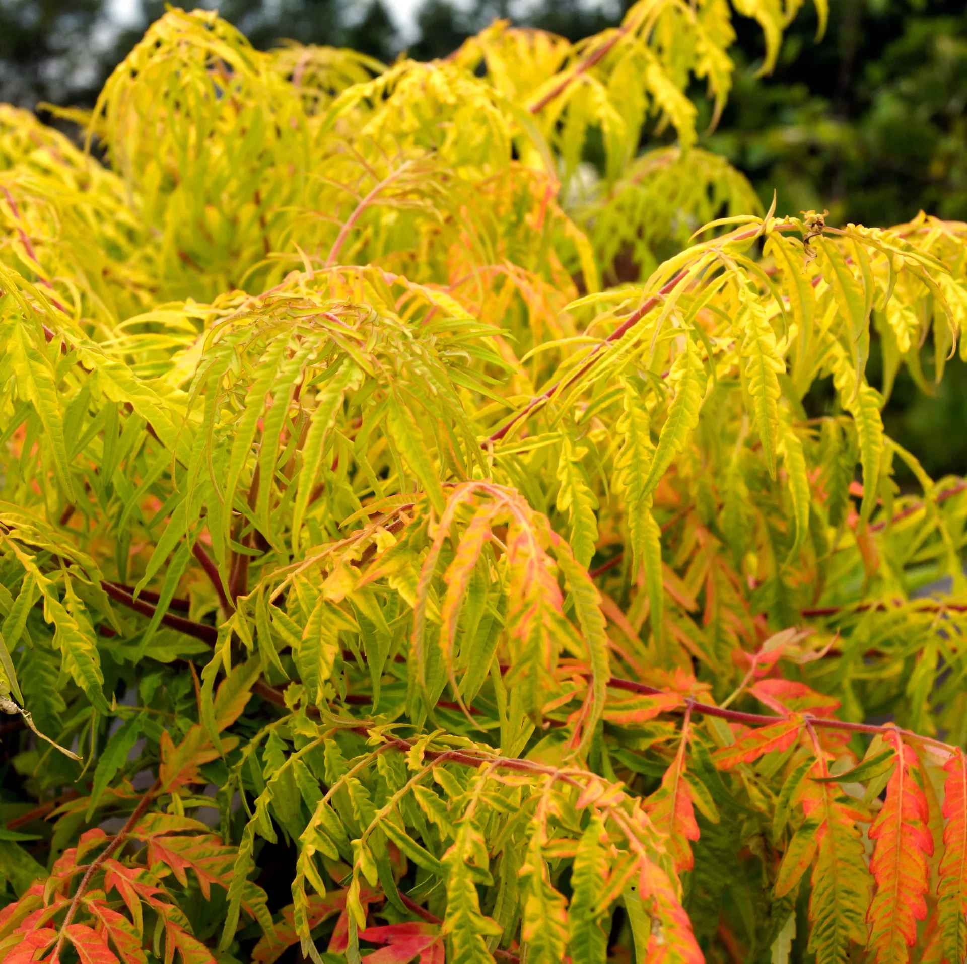 Rhus typhina TIGER EYES 19cm