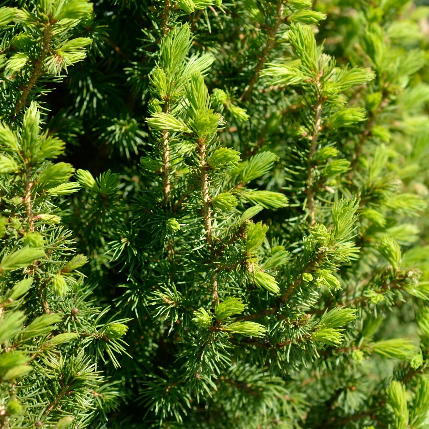 Picea glauca 'Perfecta' 60-70cm 26cm