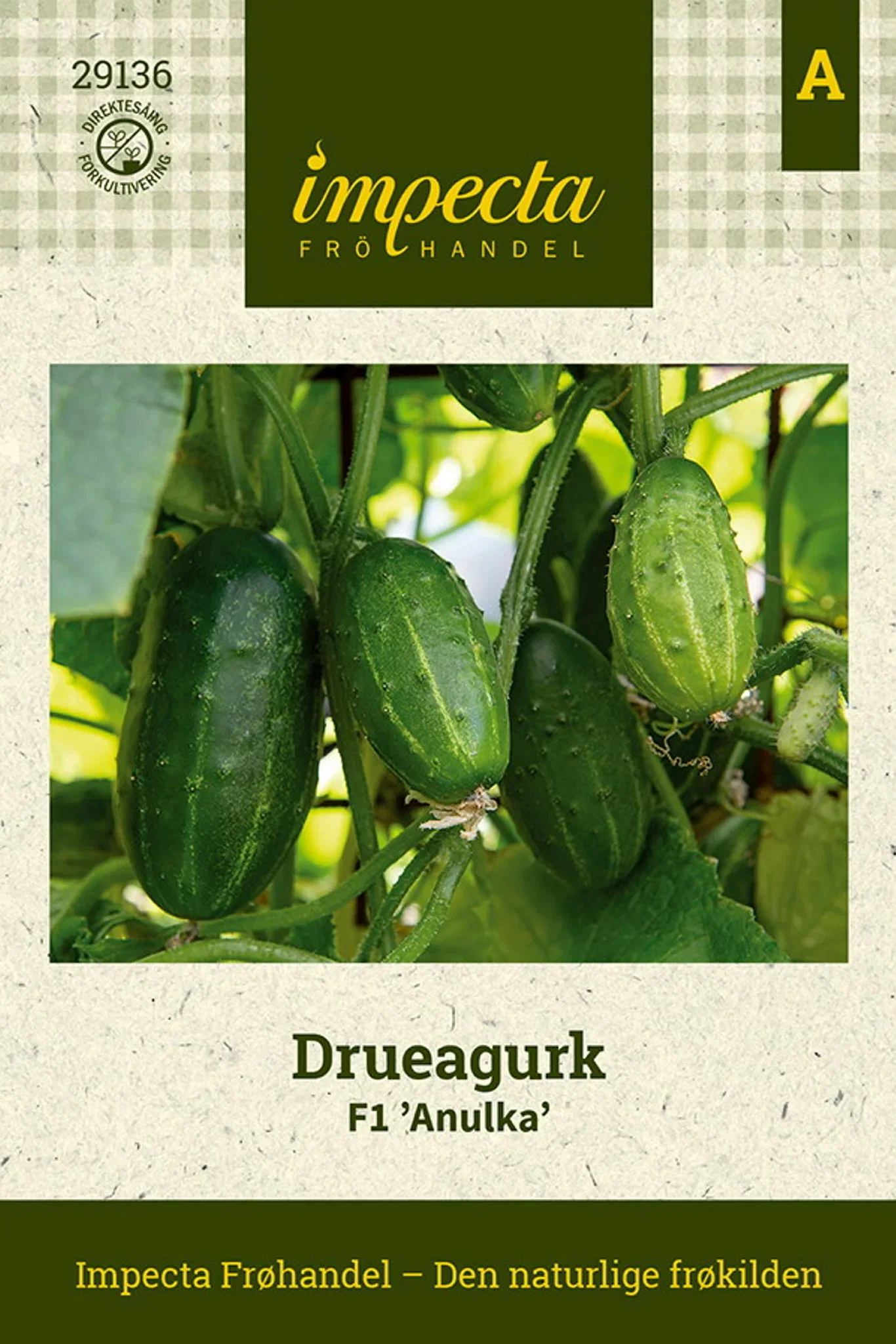 Drueagurk F1 'Anulka'