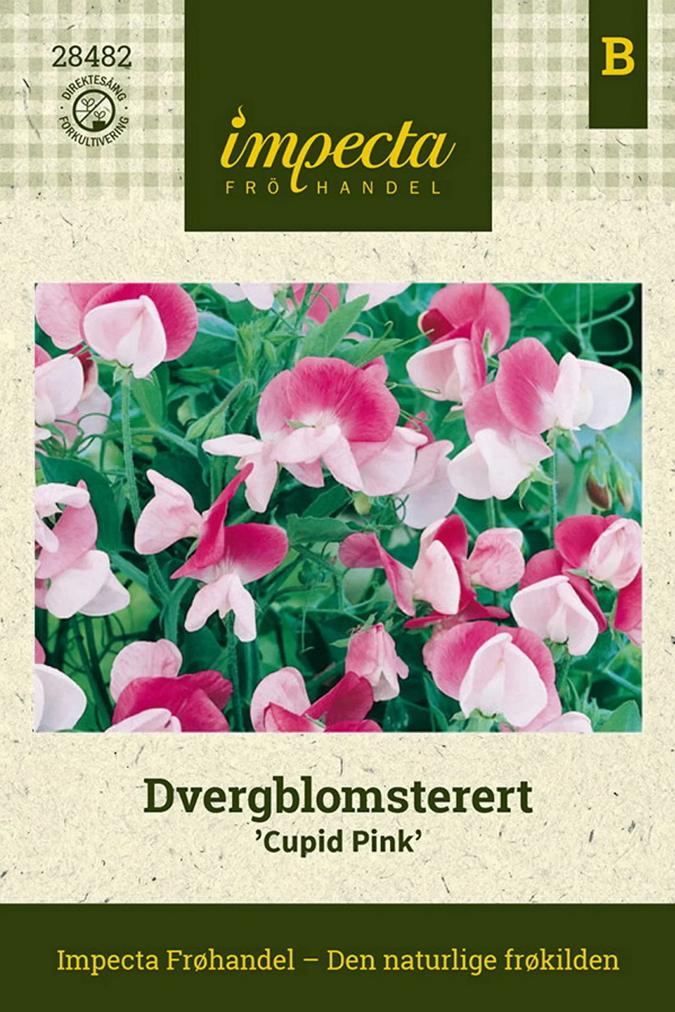Dvergblomsterert 'Cupid Pink'