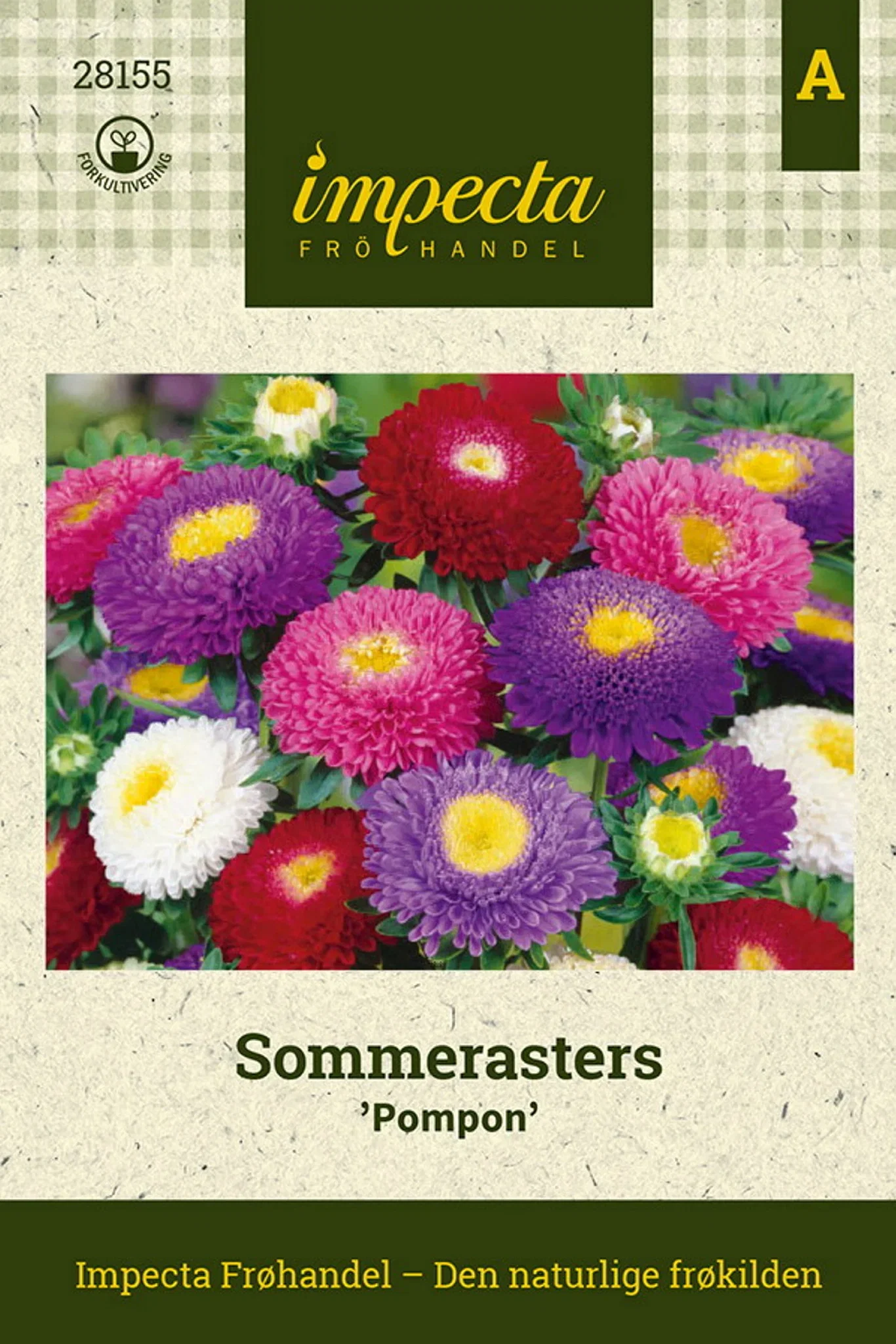 Sommerasters 'Pompon'