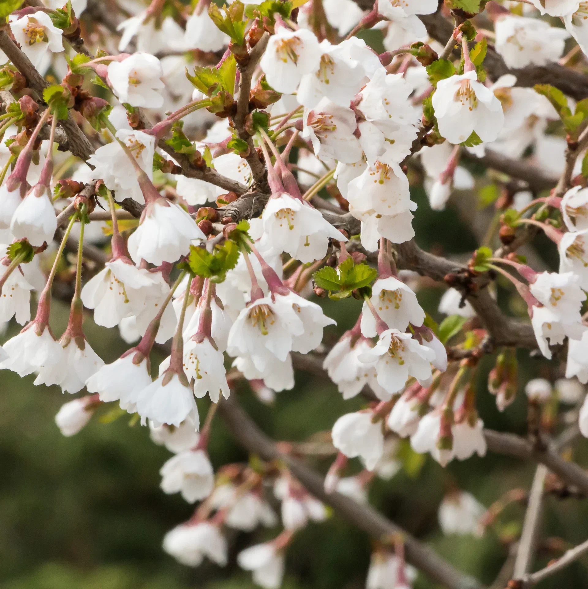 Prunus incisa 'Kojou-no-mai' stem 80cm 7,5L