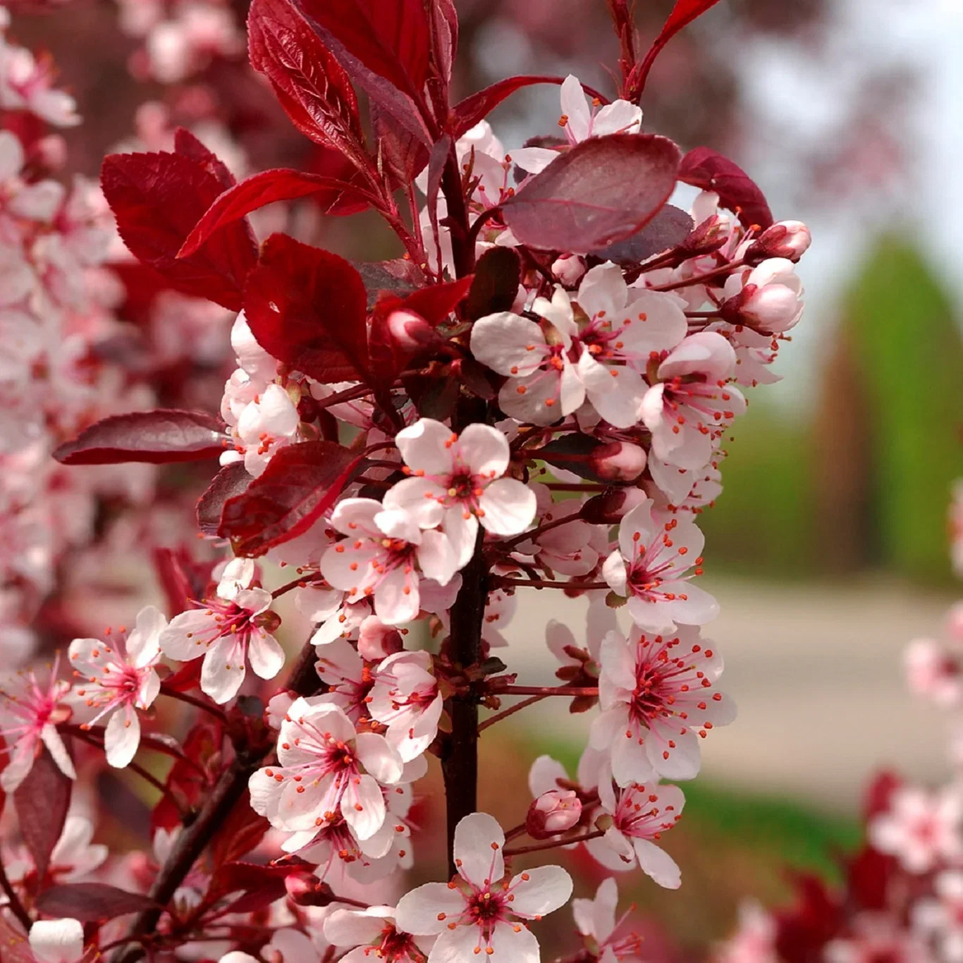Svartplommon på stam