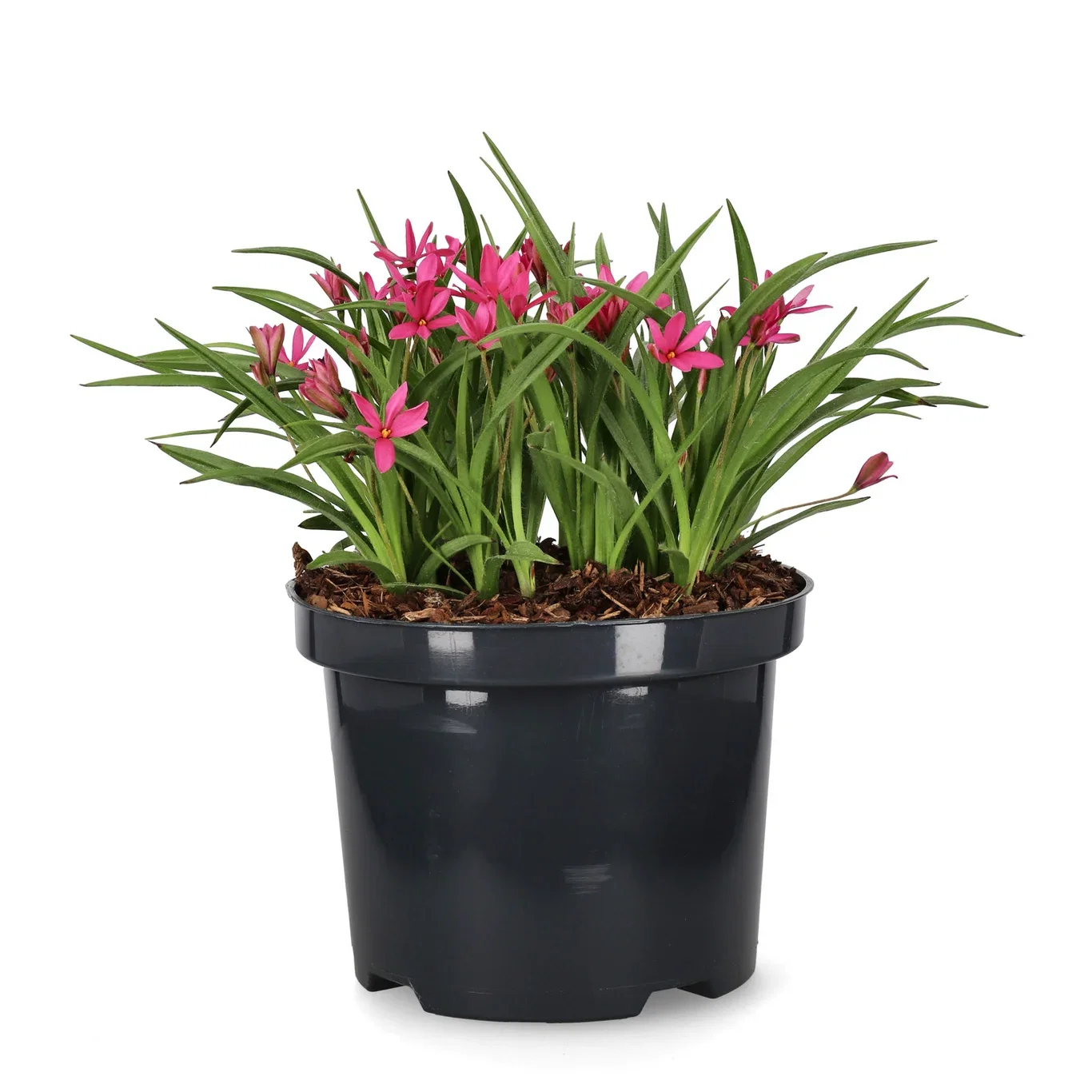 Rosenblund 'Fairytale'