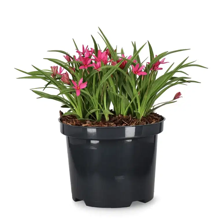 Rosenblund 'Fairytale'