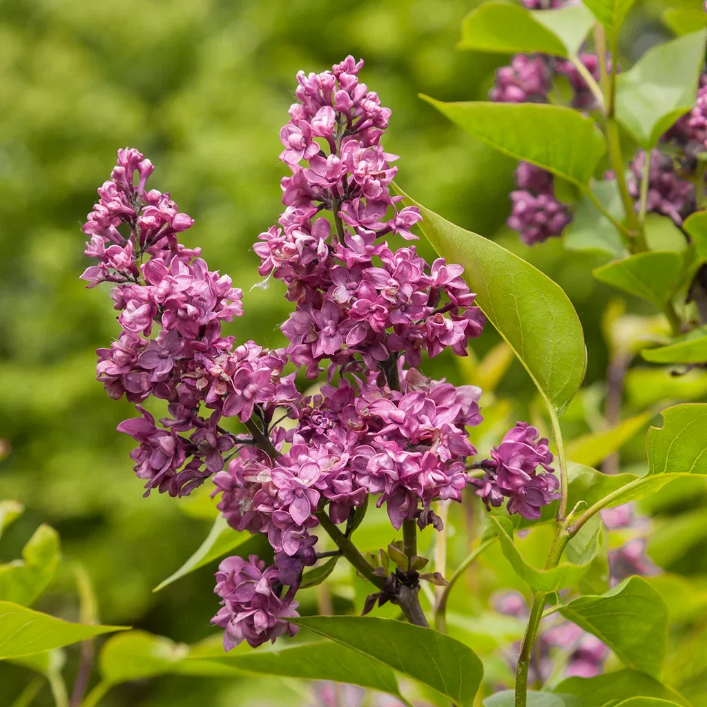 Doftlila 'Charles Joly'