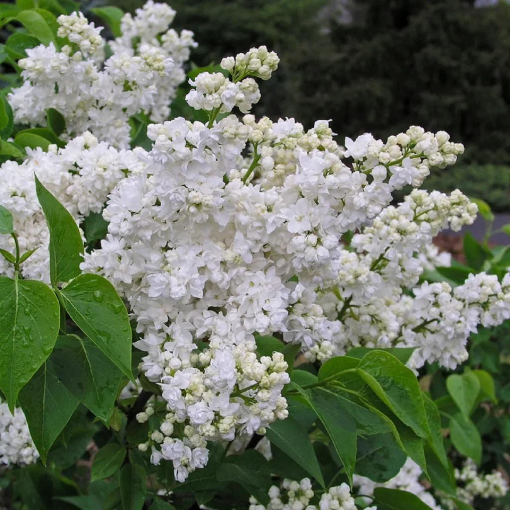 Syringa vulgaris 'Mme Lemoine' stem 80-90cm 10L