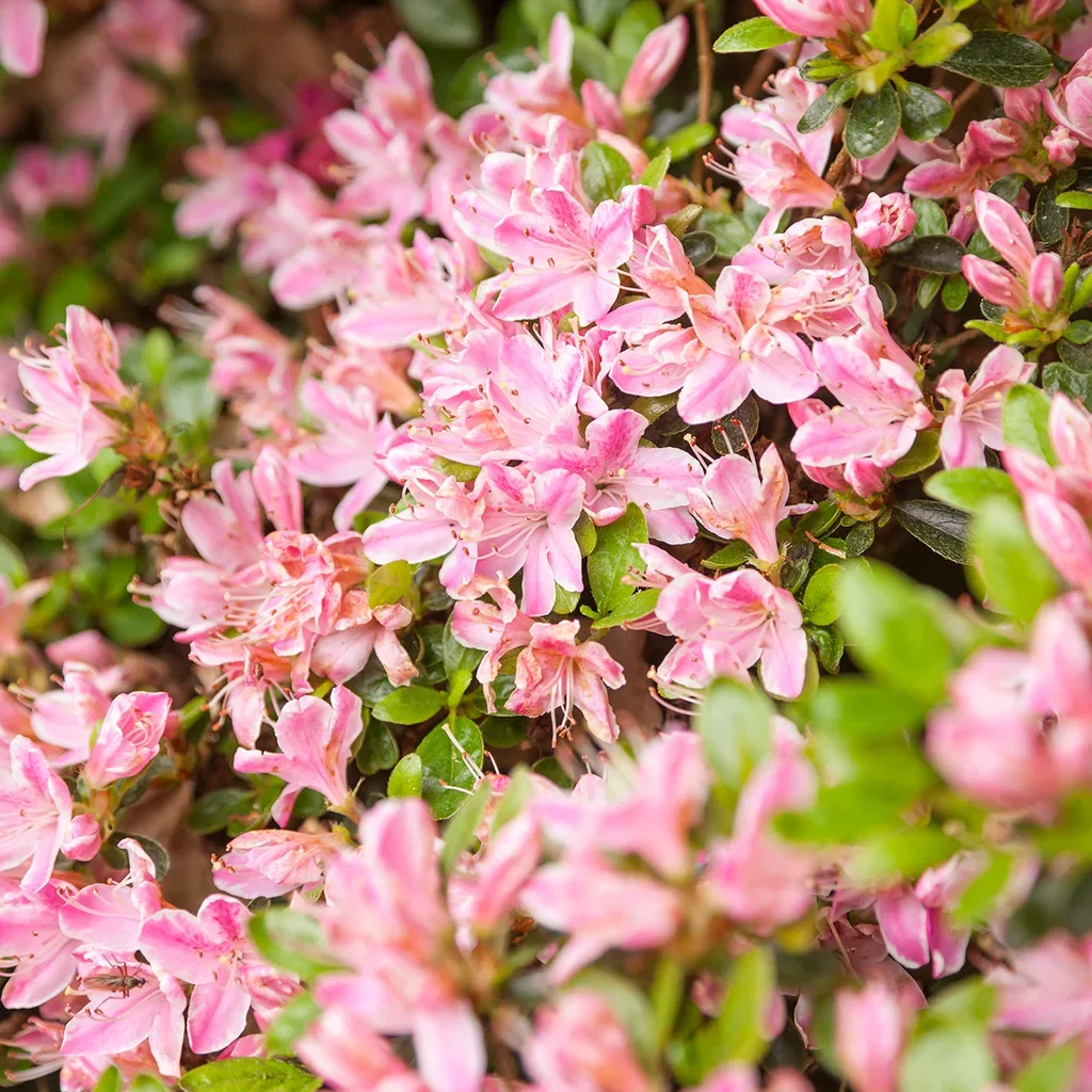 Rhododendron jap. Azalea 'Kermesinum Rosé' 17cm