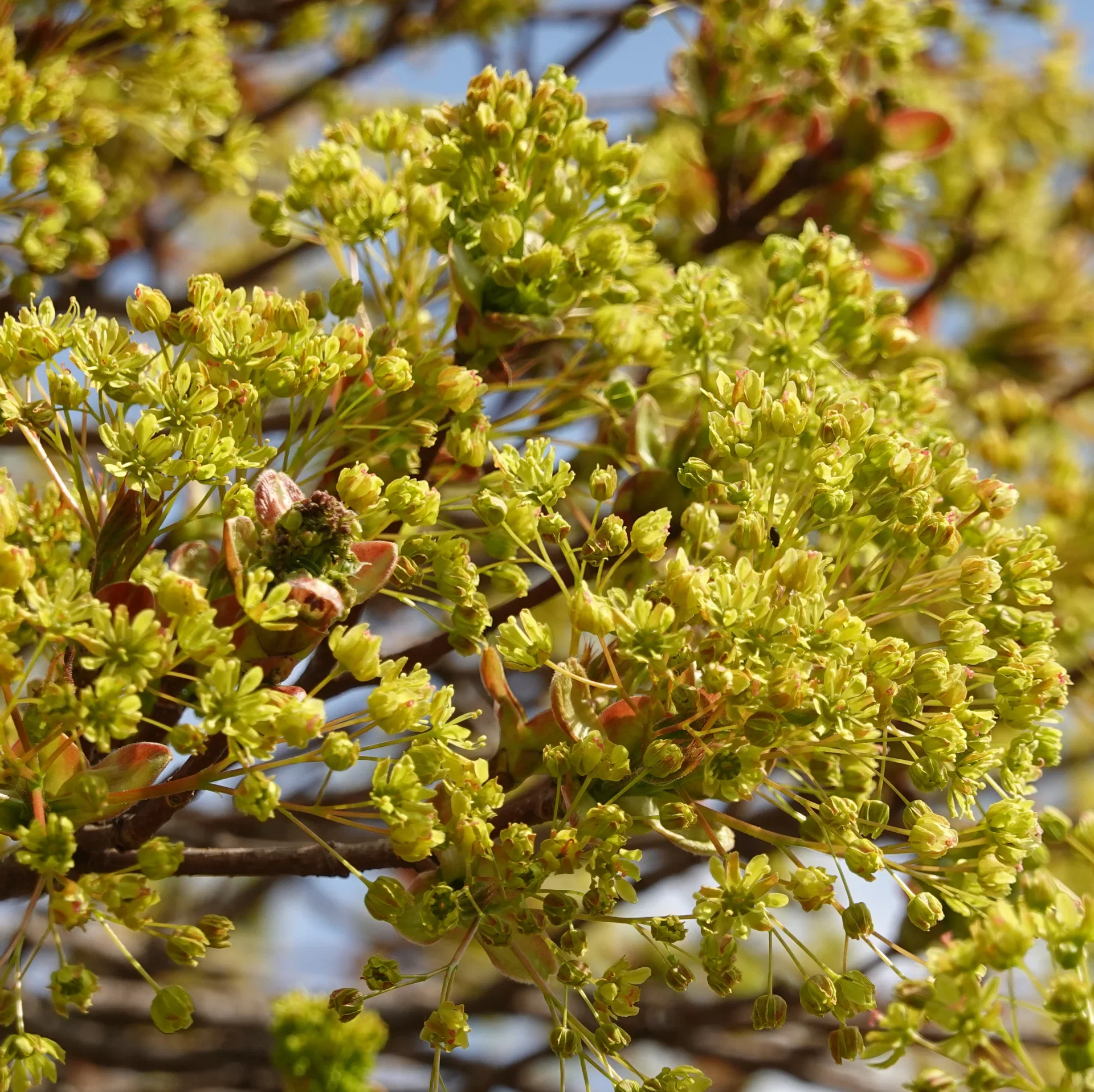 Acer platanoides 'Globosum' stem 120cm 29cm
