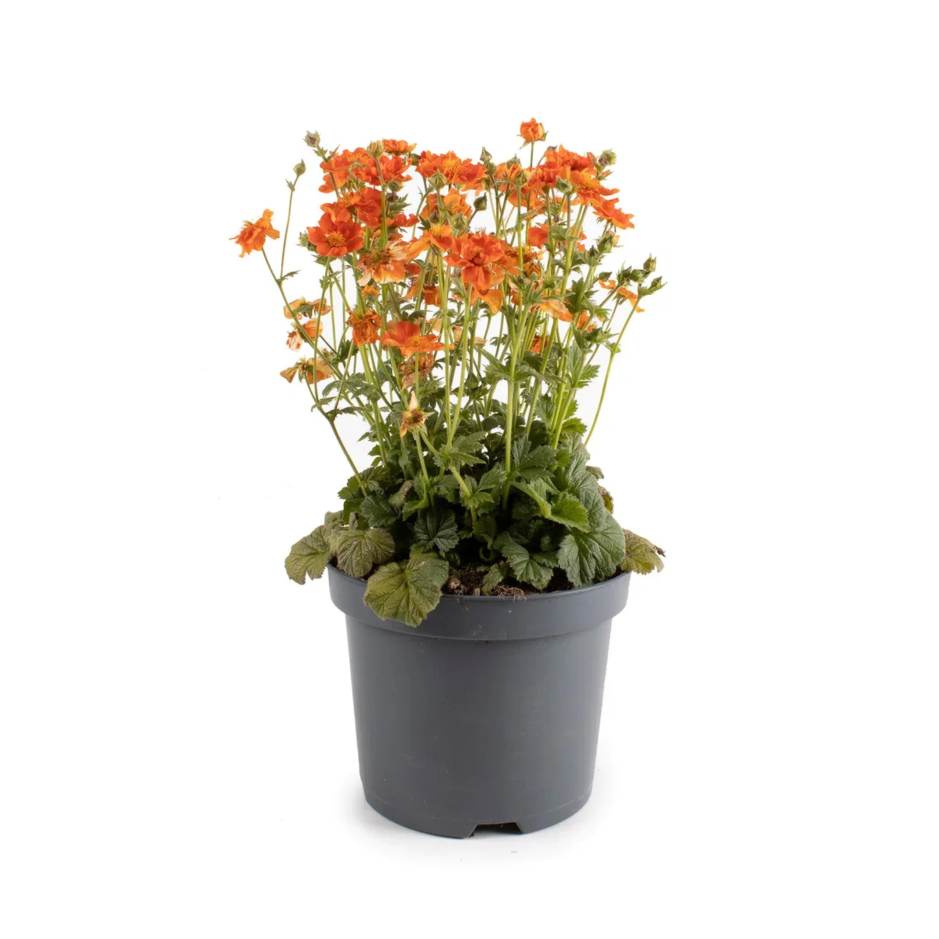 Geum TEMPO ORANGE 15cm