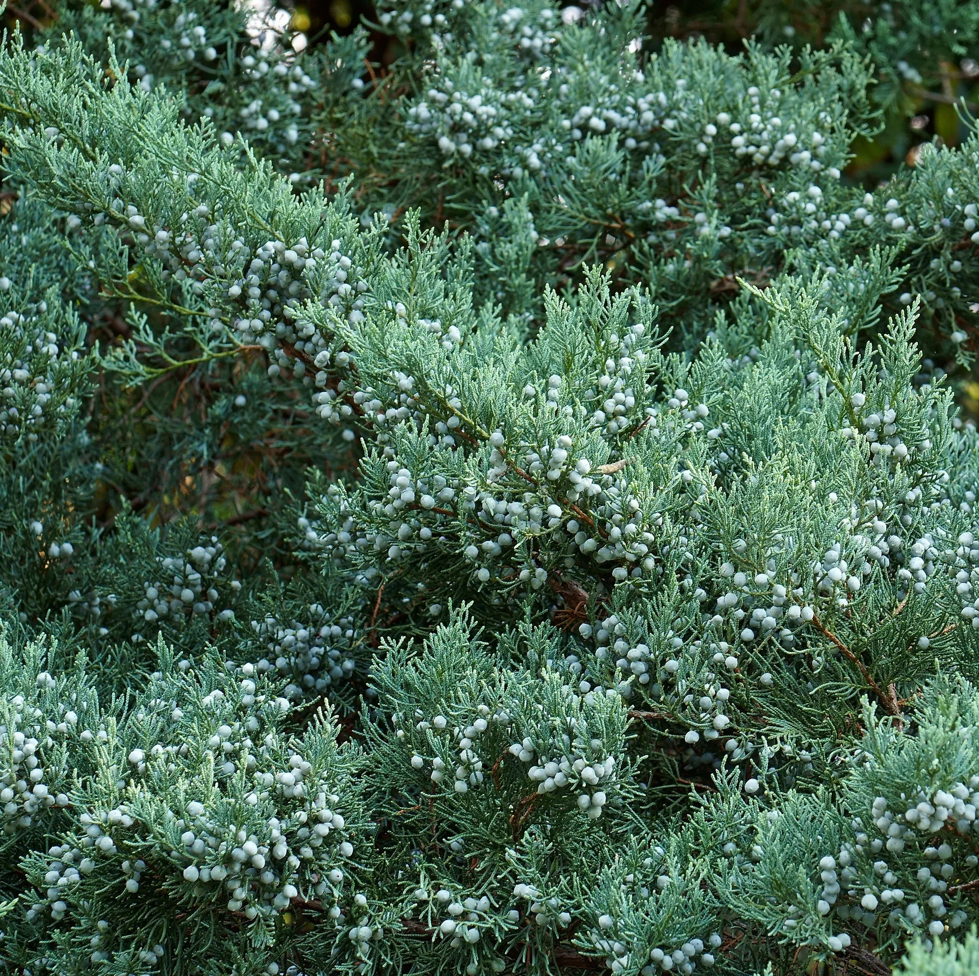Juniperus virg. 'Grey Owl' 32cm