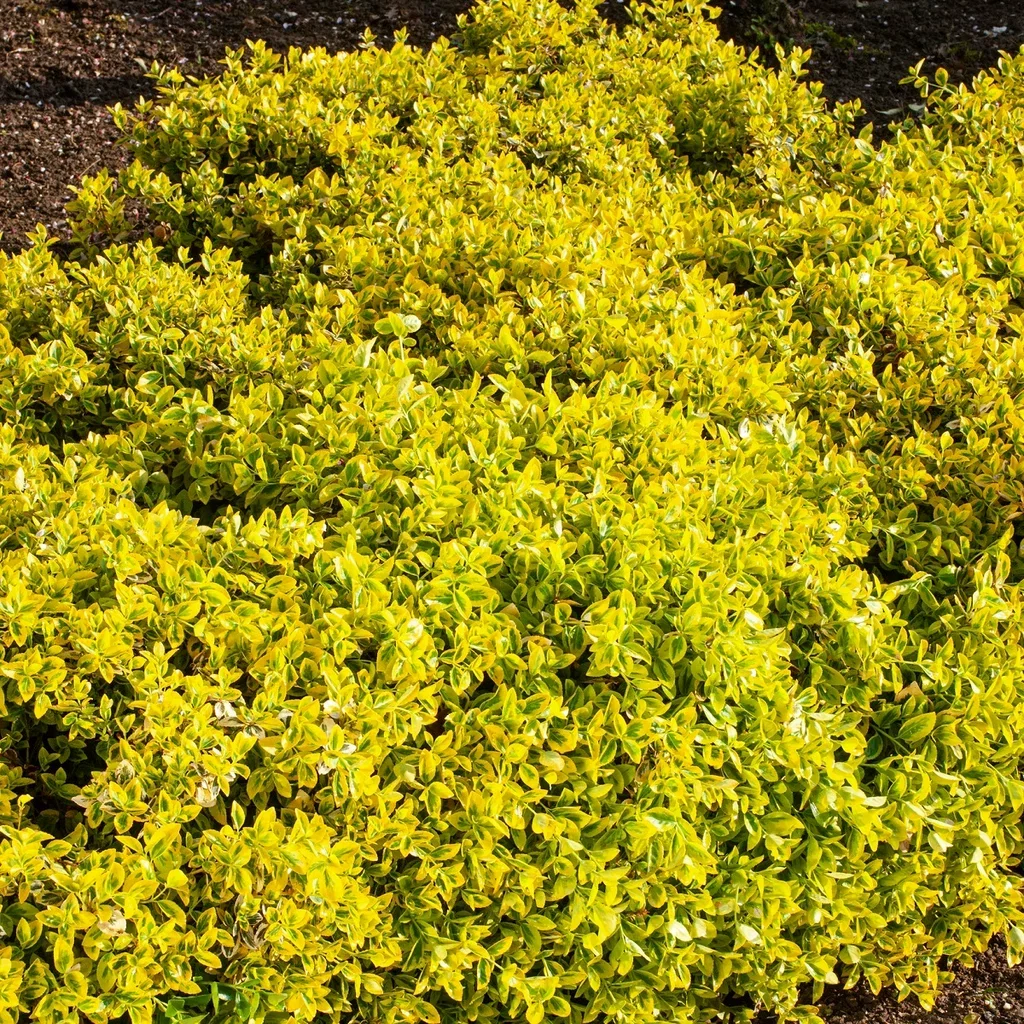 Euonymus fortunei var radicans 'Emerald 'n' Gold' 25-30cm 2L