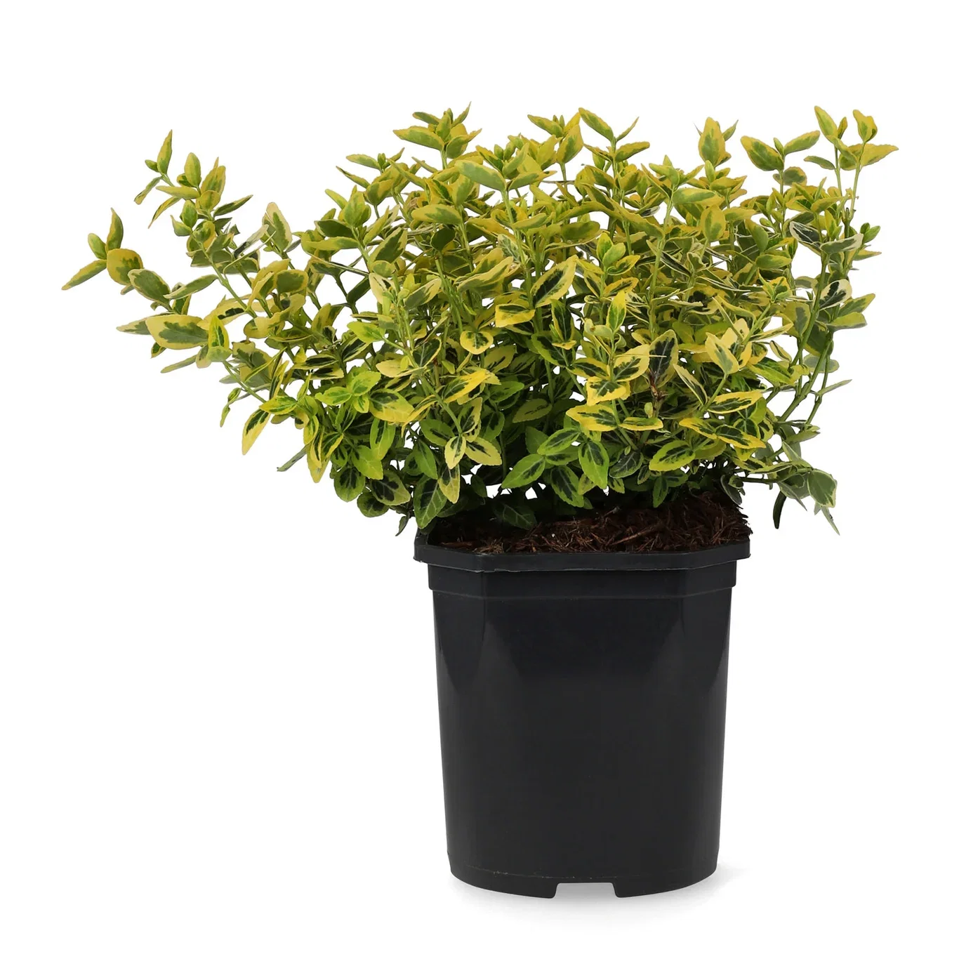 Euonymus fortunei var radicans 'Emerald 'n' Gold' 25-30cm 2L