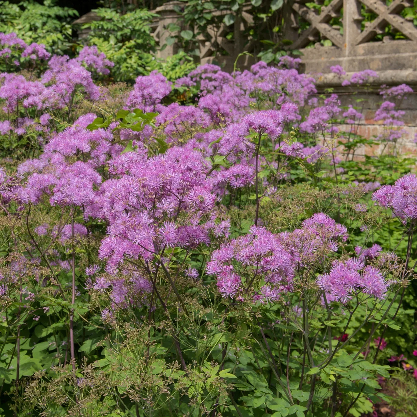 Thalictrum aquilegiifolium 'Thundercloud' 19cm