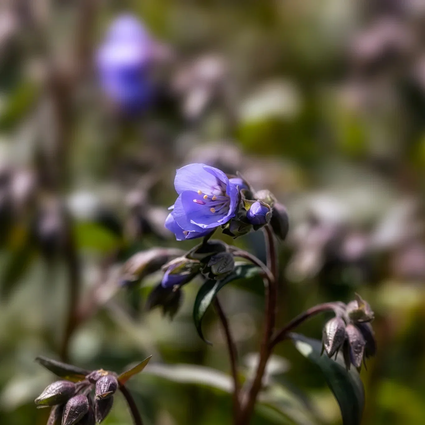 Blågull 'Heaven Scent'