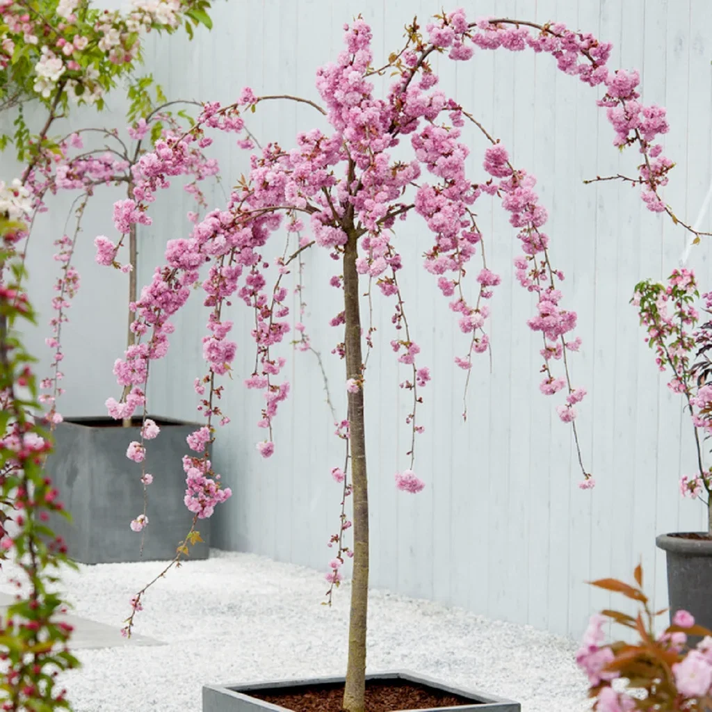 Prunus 'Kiku-shidare-zakura' stem 120cm 29cm