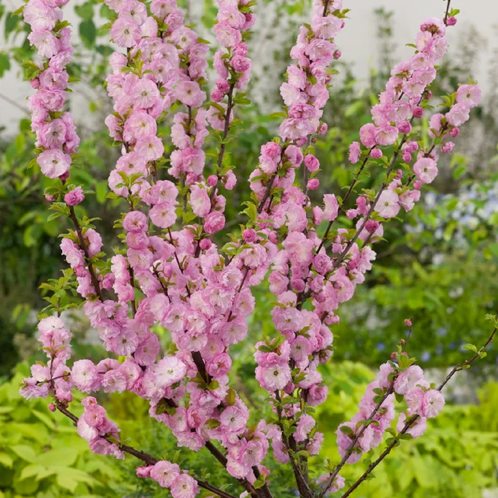 Prunus triloba stem 80 cm 21cm