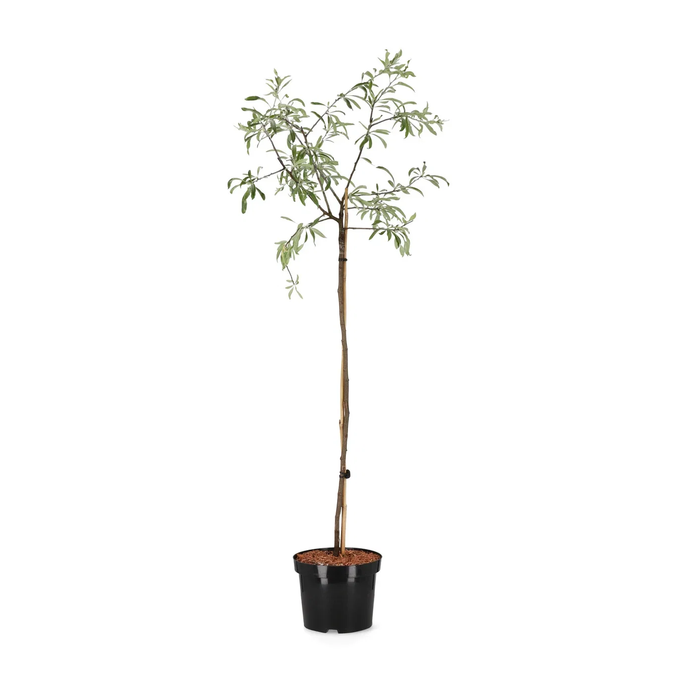 Silverpäron 'Pendula'