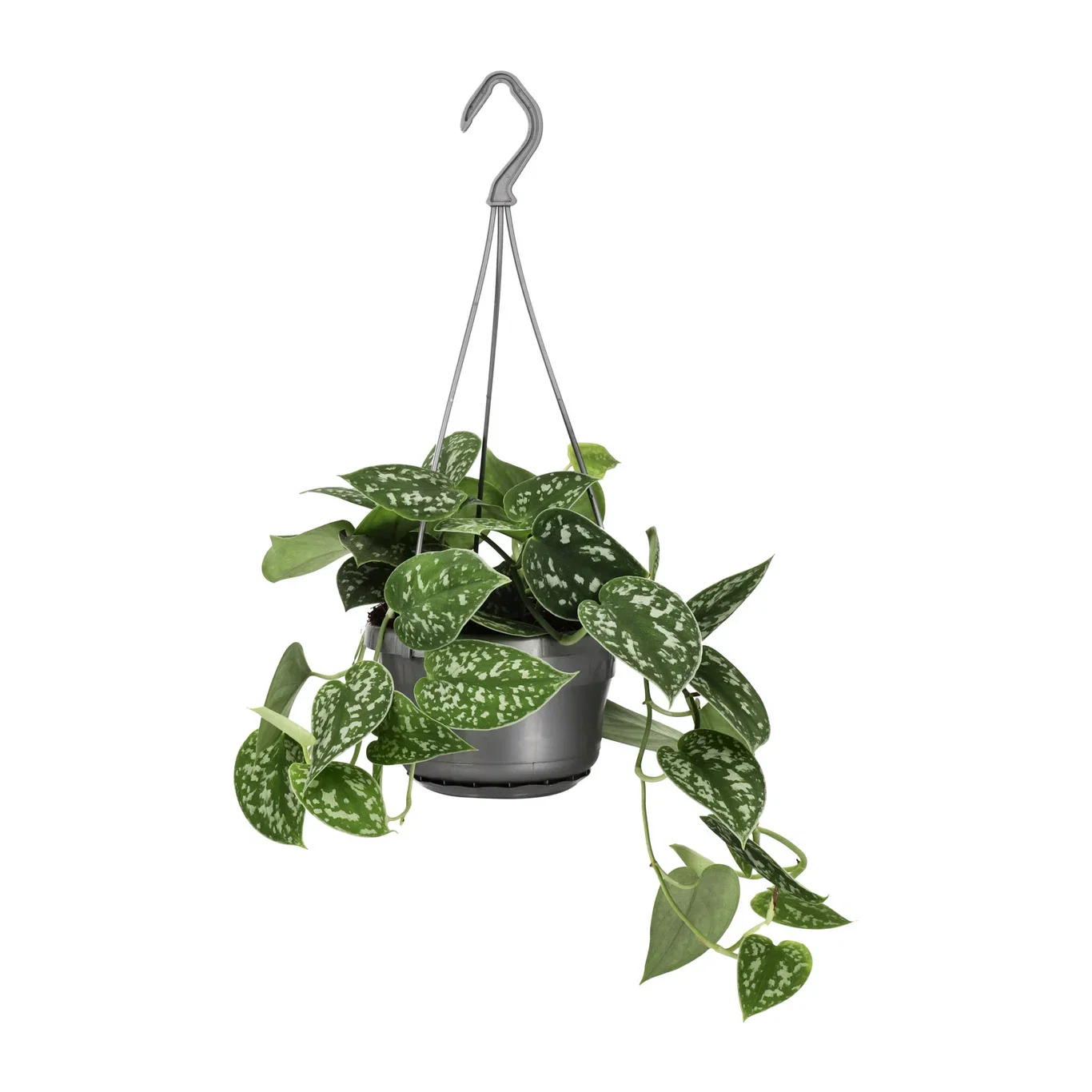 Scindapsus pictus in hanging basket