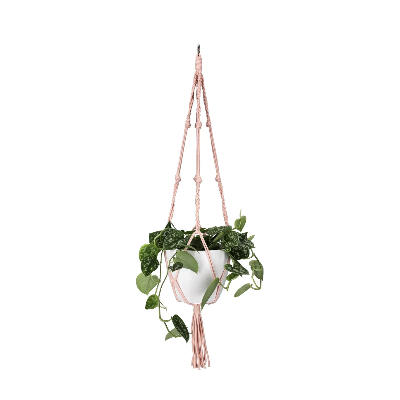 Scindapsus pictus in hanging basket