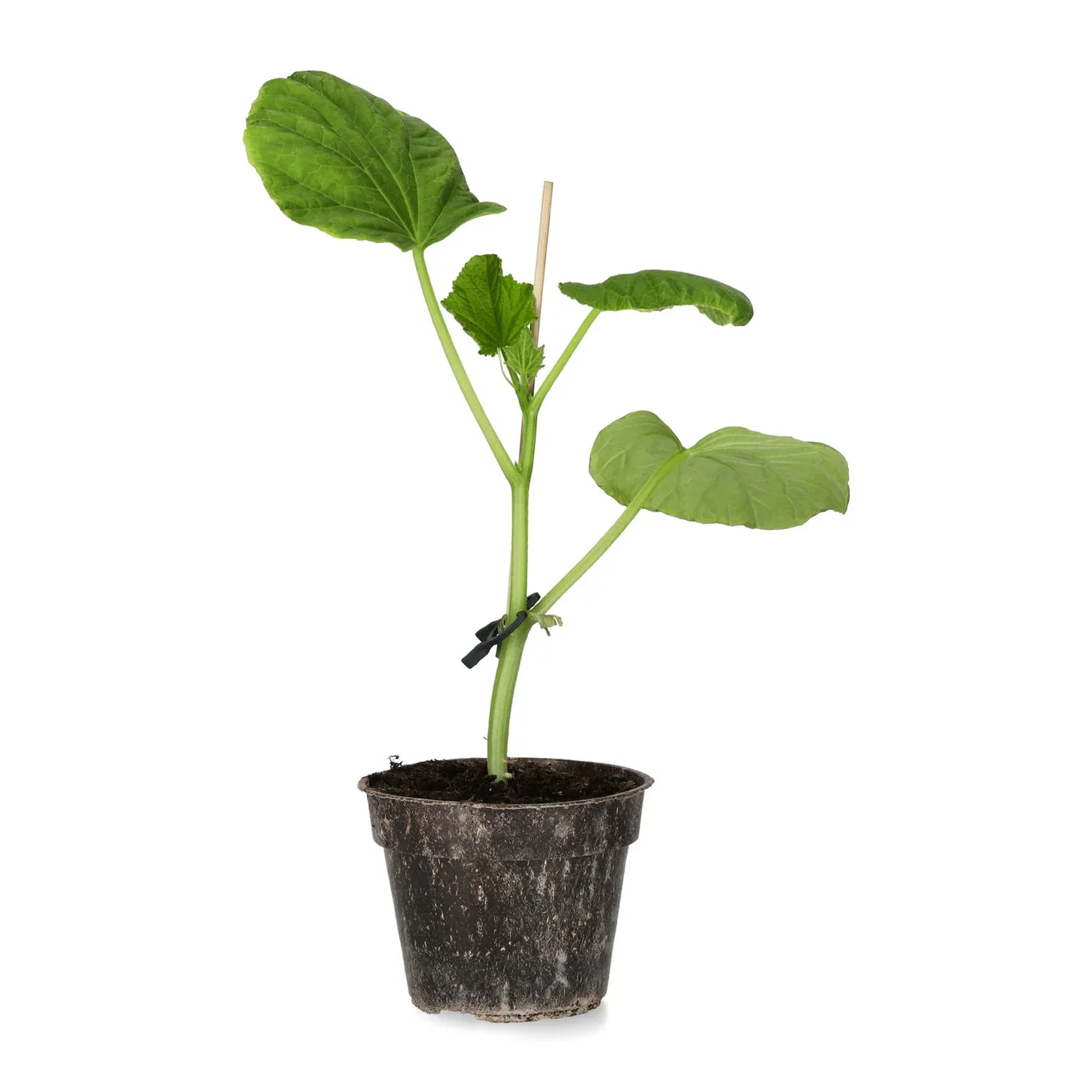 Snackgurka 'Kaikura'