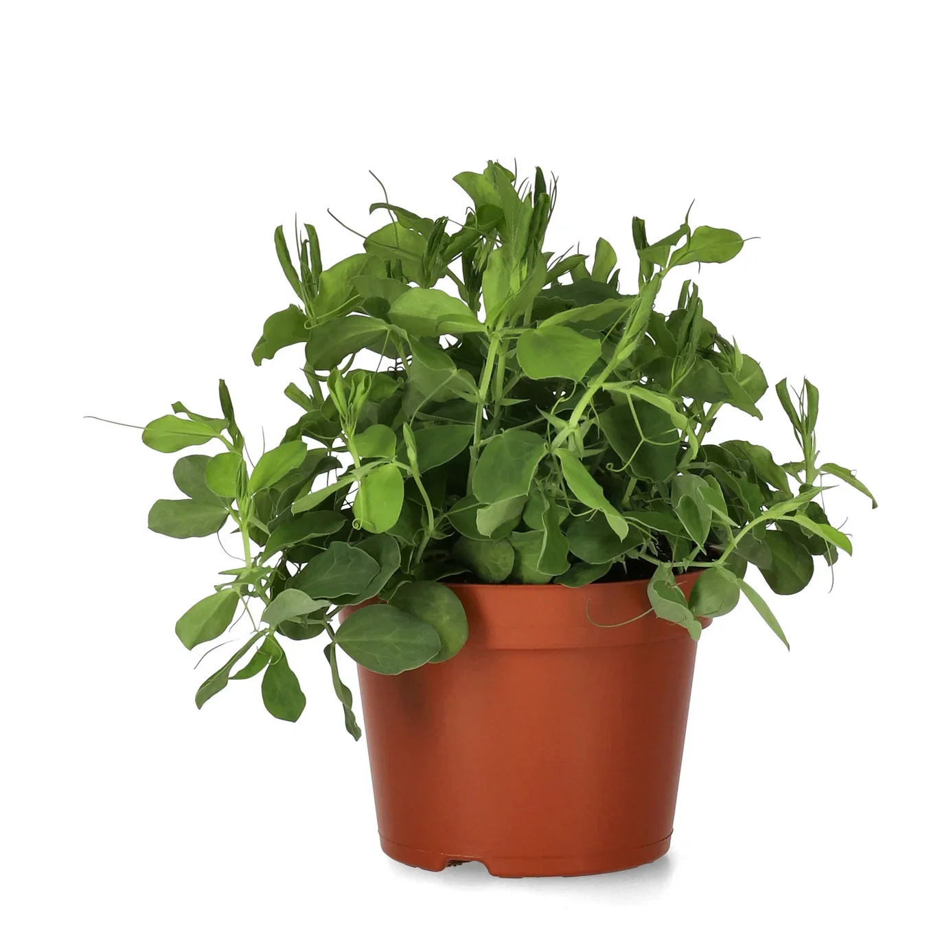 Lathyrus'Navy Blue' 12 cm