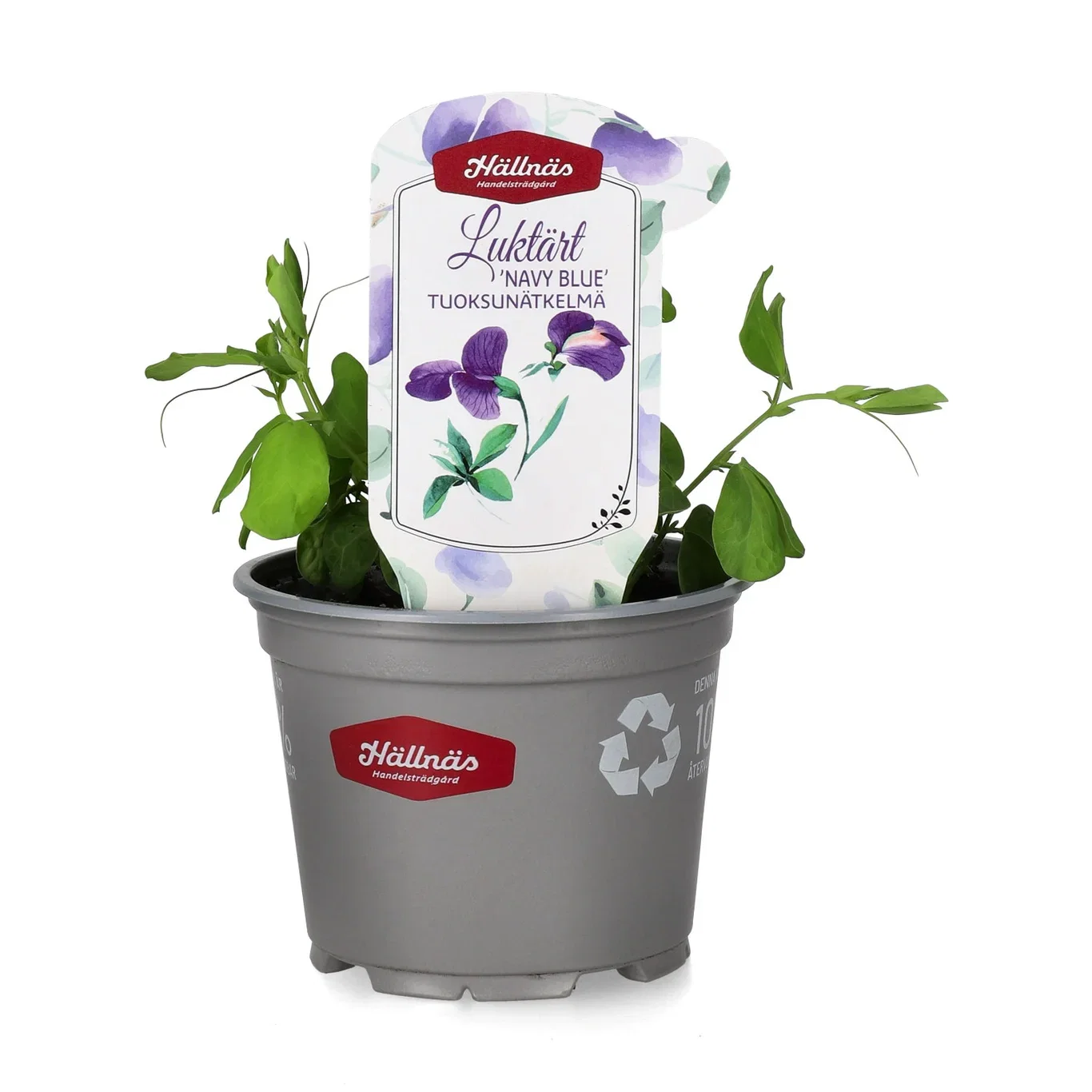 Lathyrus'Navy Blue' 12 cm