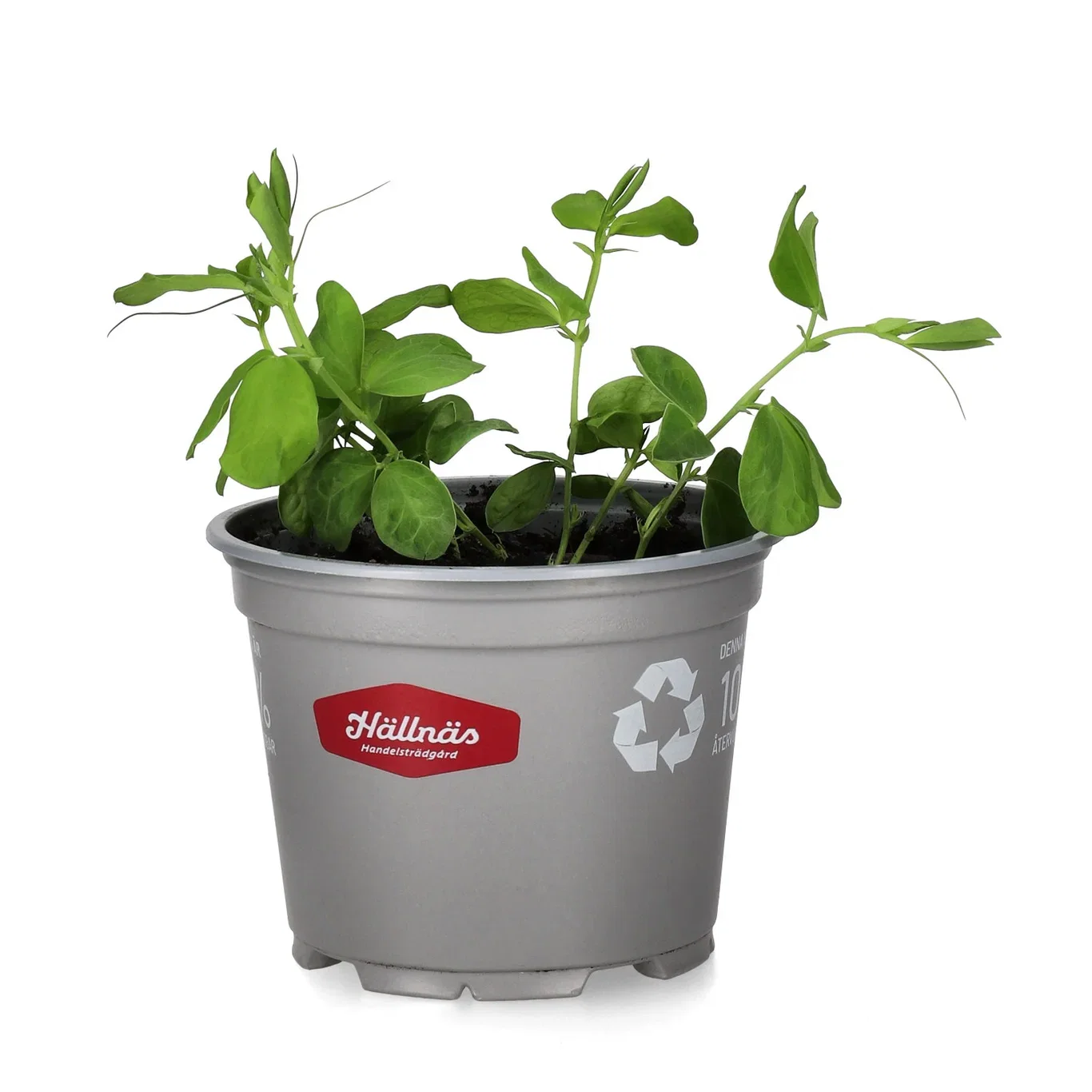 Lathyrus'Navy Blue' 12 cm