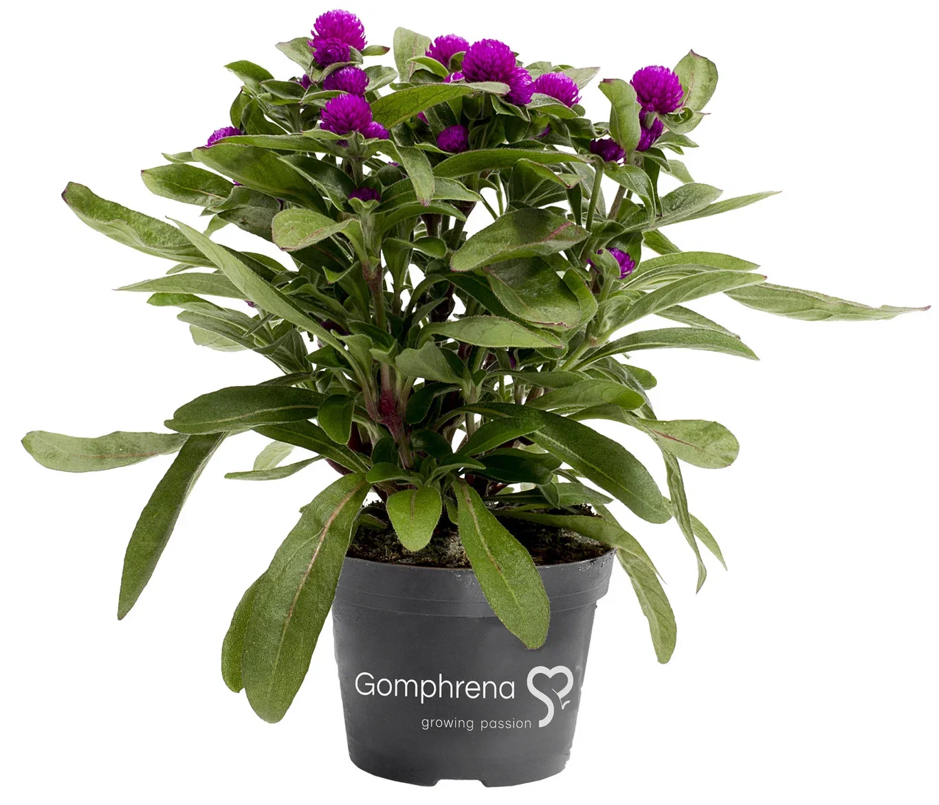Gomphrena Purple 10,5 cm