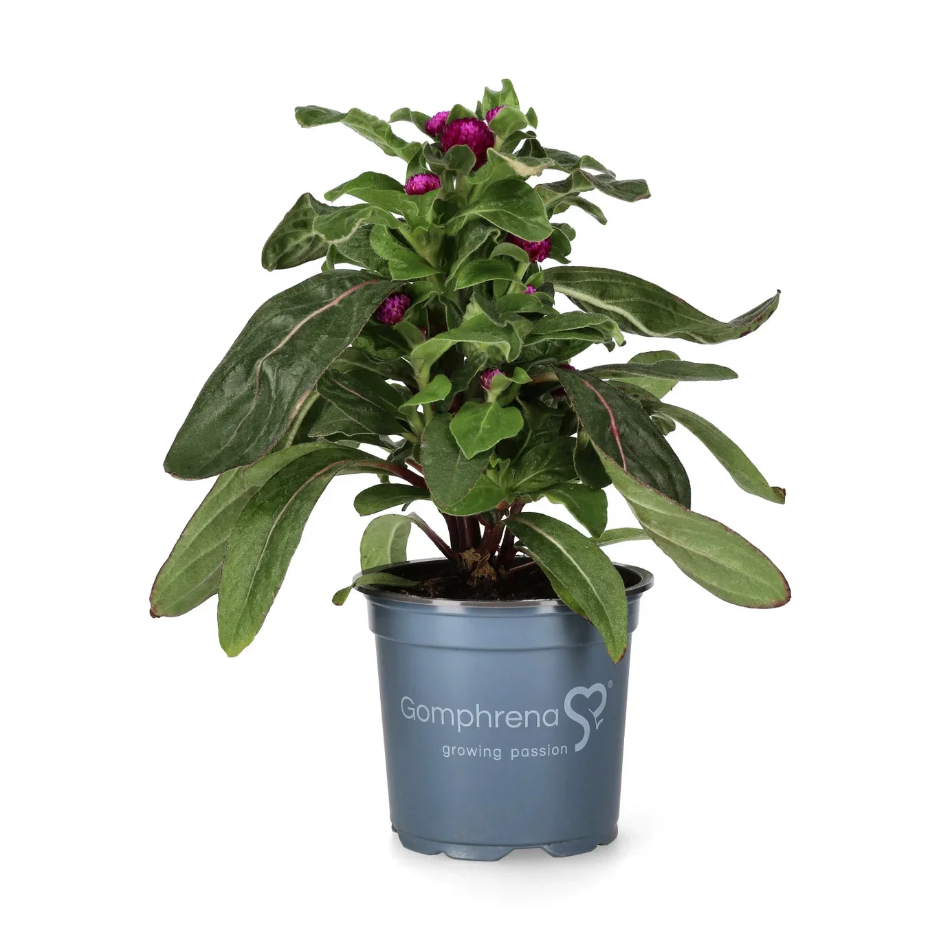 Gomphrena Purple 10,5 cm