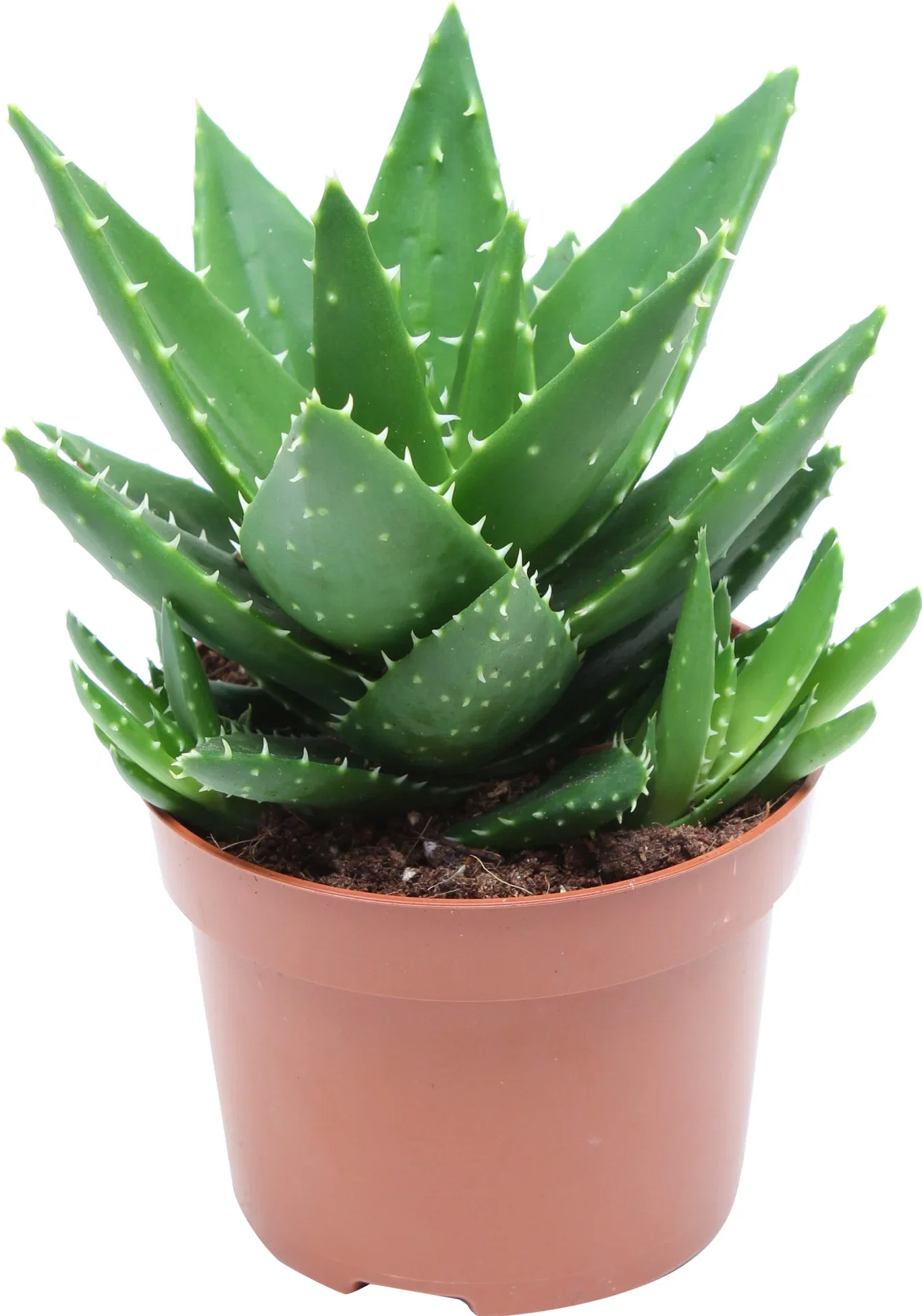 Aloe perfoliata Suckulent för utomhusbruk