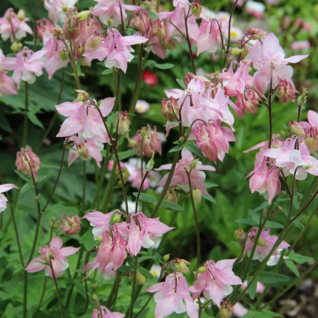 Aquilegia mix 17cm