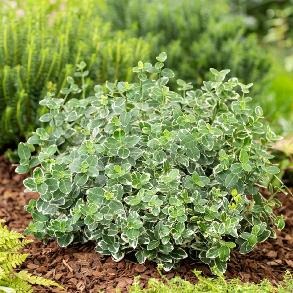 Euonymus fortunei 'Emerald Gaiety' 23cm