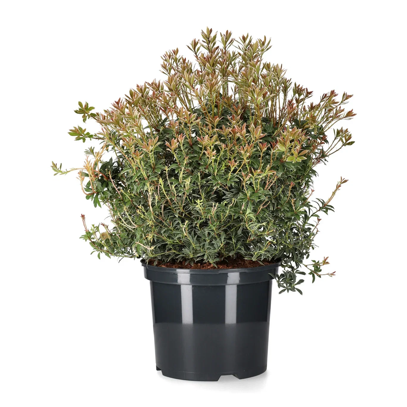 Japanpieris 'Little Heath'