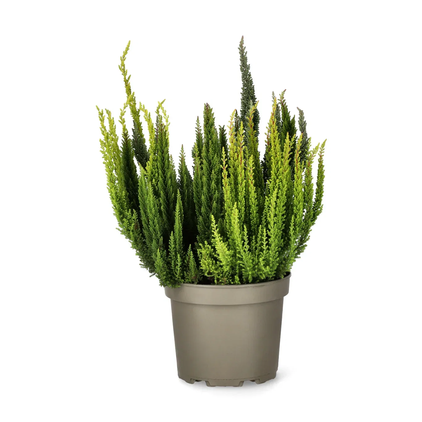 Ljung BEAUTY LADIES 'Skyfive'