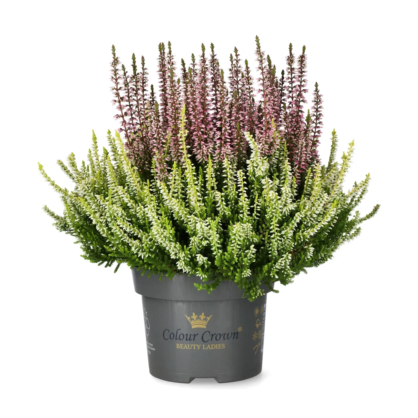 Ljung BEAUTY LADIES 'Color Crown'