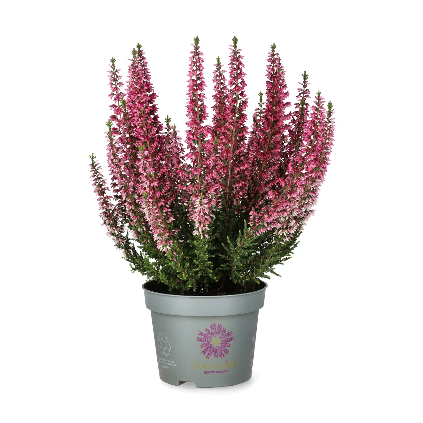 Calluna 'First Lady' 11 cm
