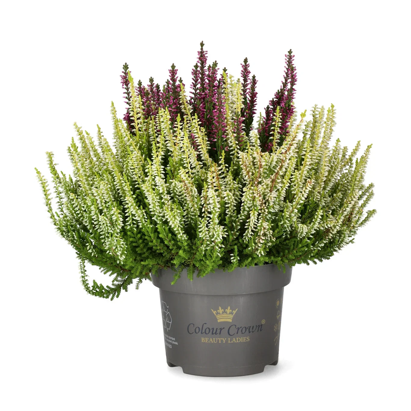 Ljung BEAUTY LADIES 'Color Crown'