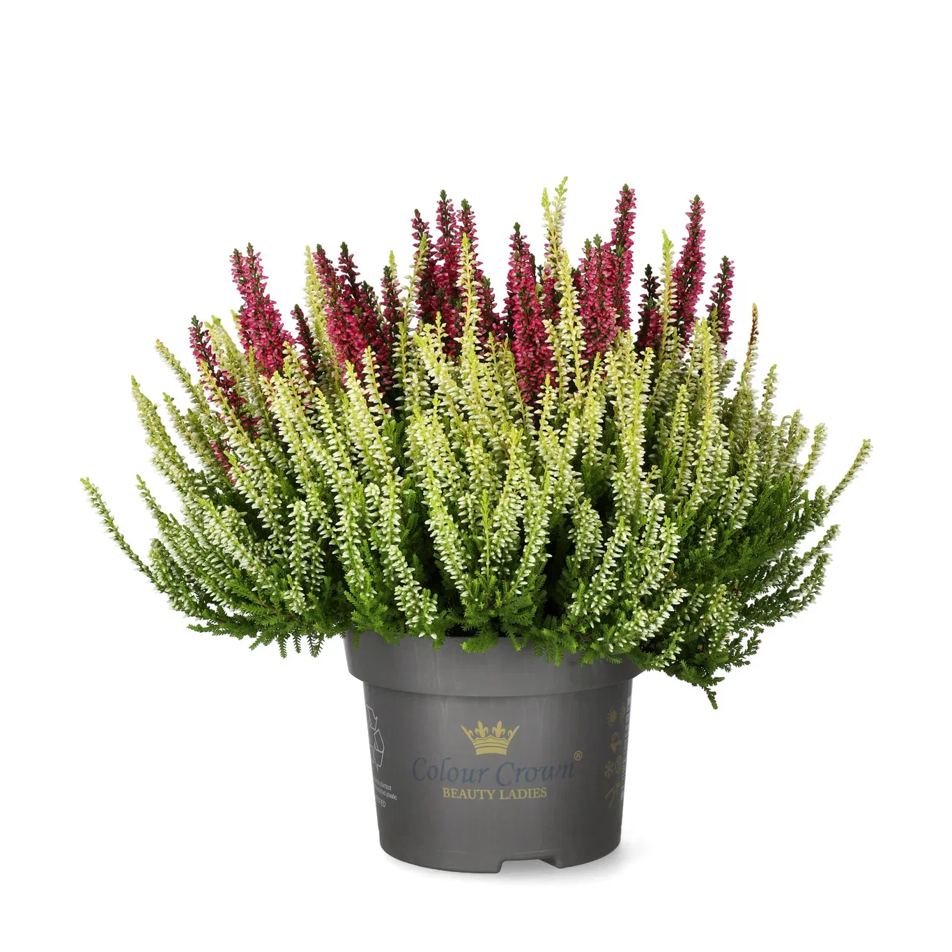 Ljung BEAUTY LADIES 'Color Crown'