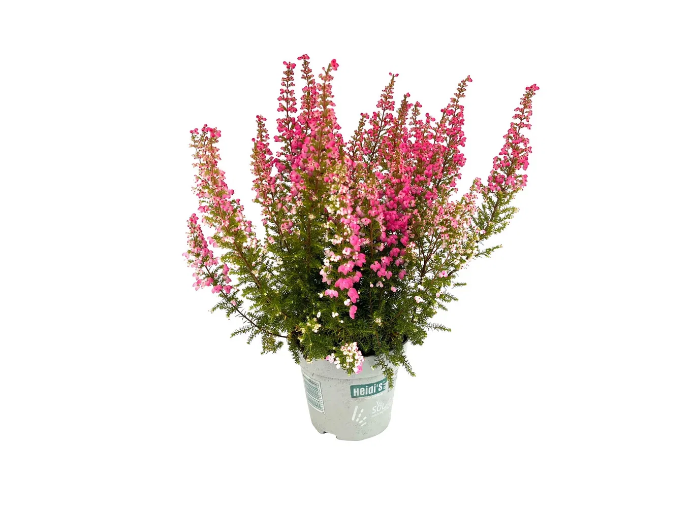 Erica gracilis `Heidi's` 12 cm