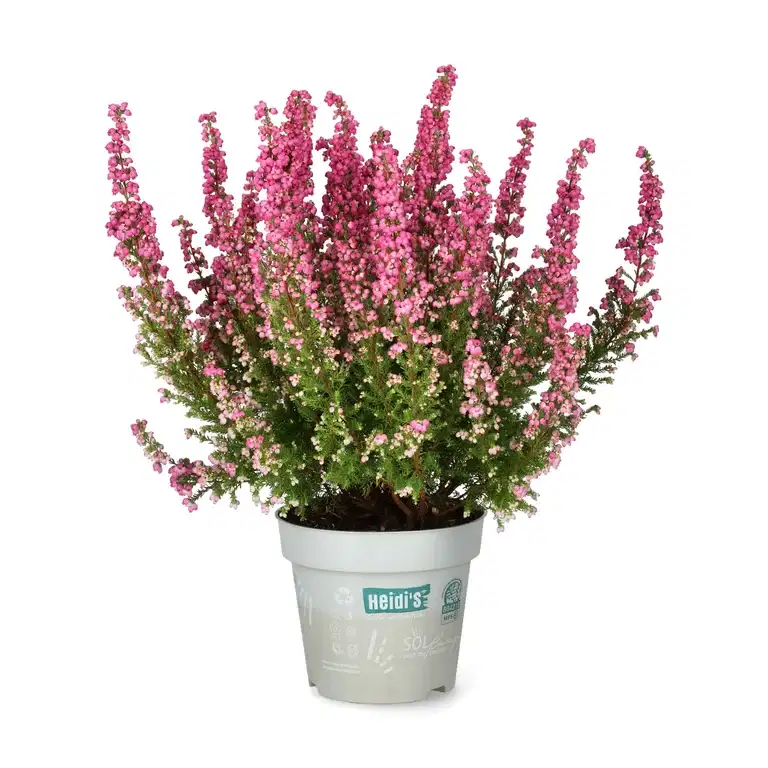 Höstljung 'Heidi's'