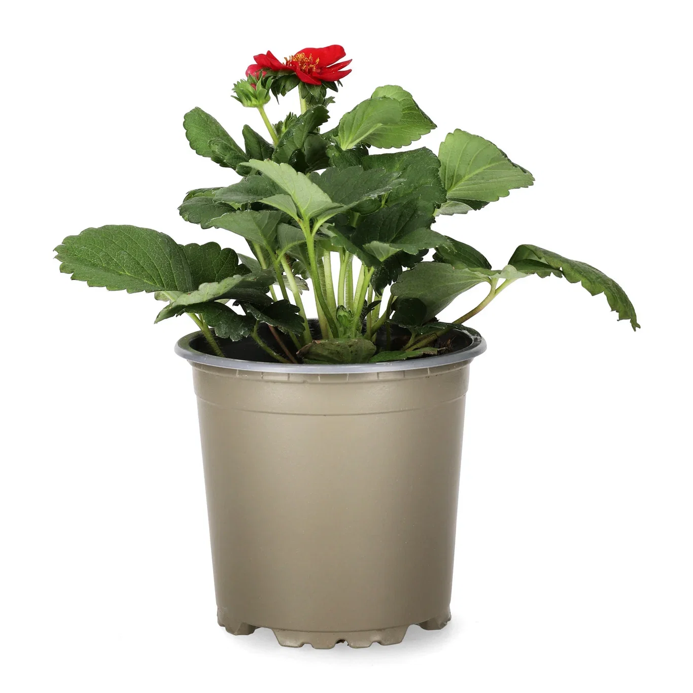 Fragaria x ananassa 'Summer Breeze Rose' KRAV 10,5cm