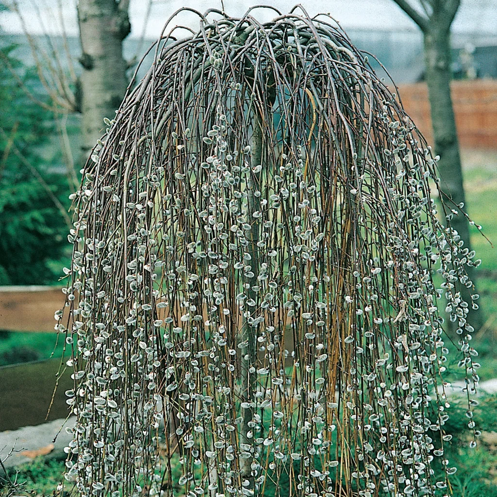 Salix caprea 'Kilmarnock' stem 80 cm 21cm